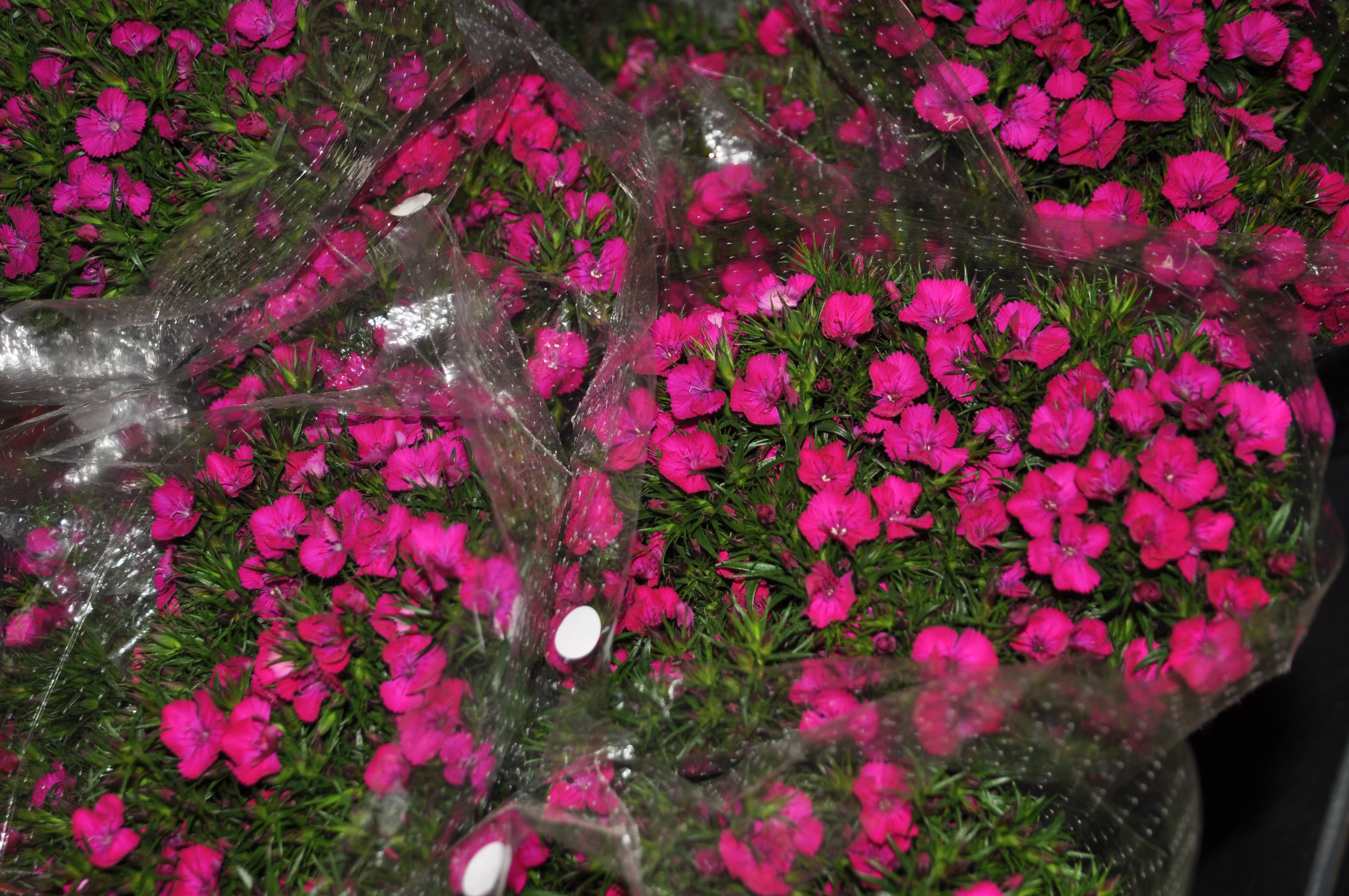 Specifications - CHERRY